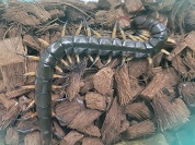 タイオオムカデ