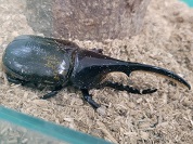 ヘラクレス・モリシマイ