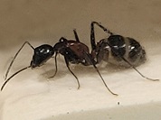 ムネアカオオアリ