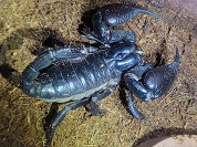 タイランドブラックスコーピオン