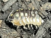 モンテネグロダンゴムシ