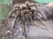 ブラジリアンサーモンピンクタランチュラ