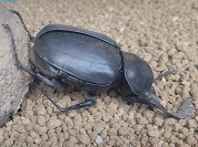 アフリカタマオシコガネ