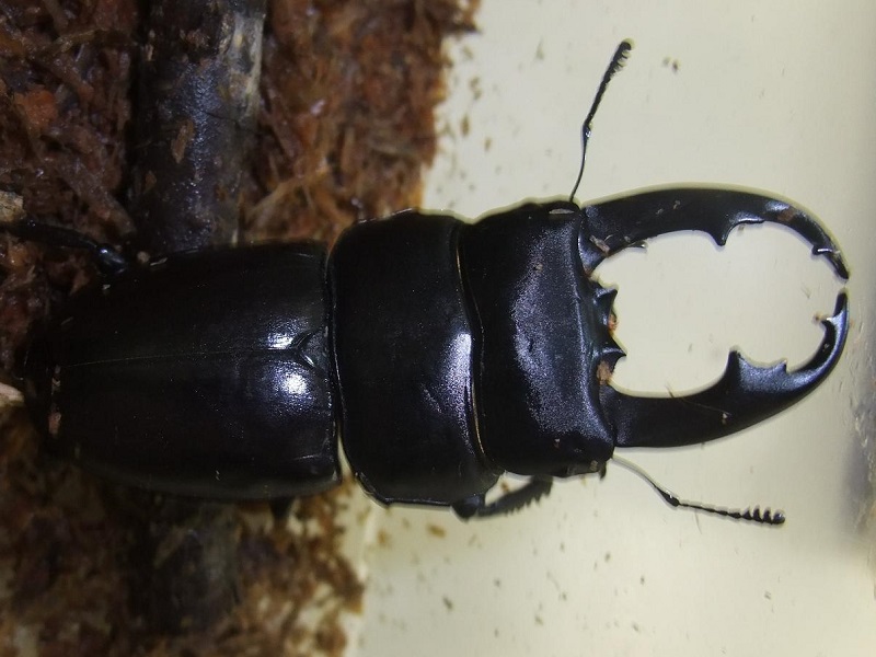 ラマヒラタクワガタの写真・画像