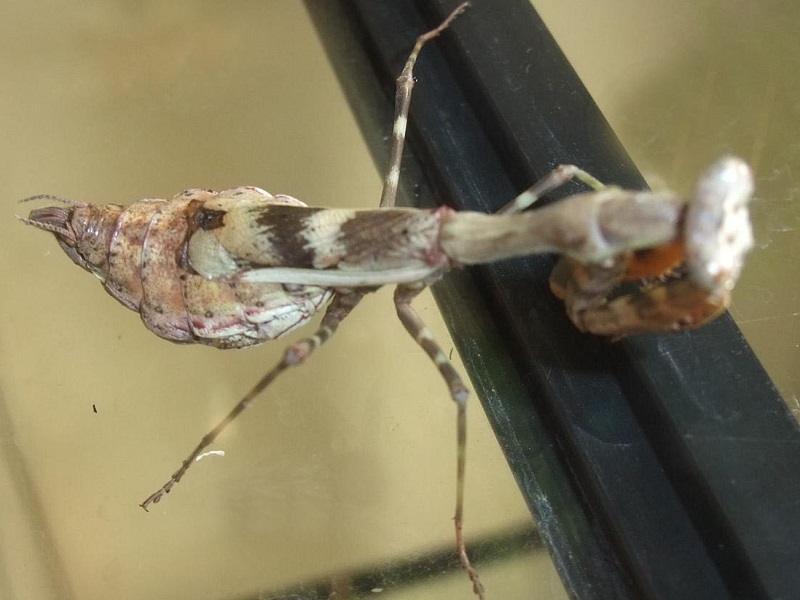 シリアゲカマキリの写真・画像
