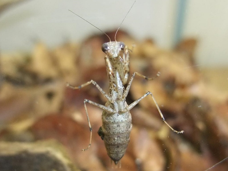 ヒナカマキリの写真・画像