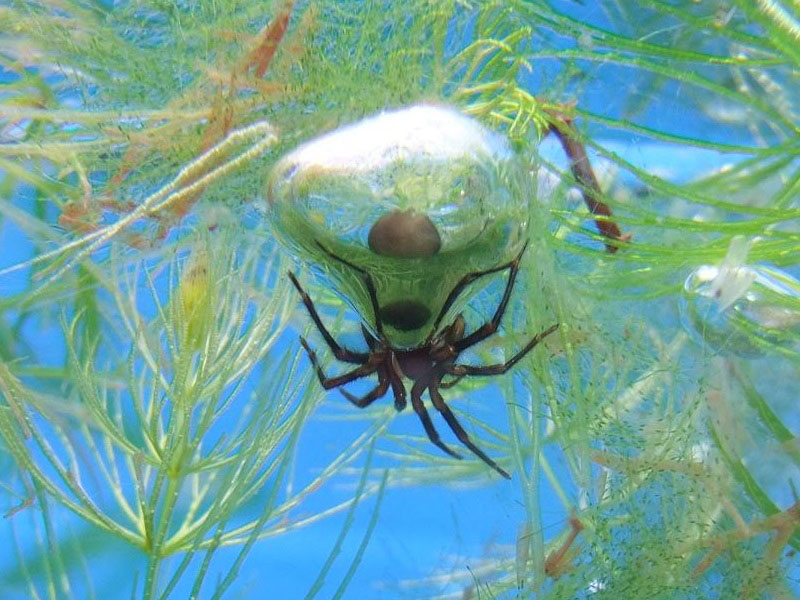ミズグモの写真・画像