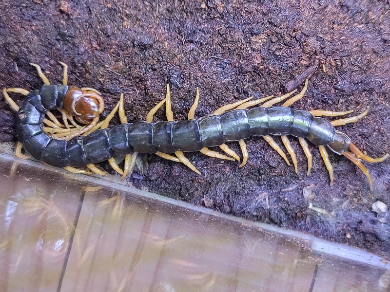 トビズムカデの写真・画像