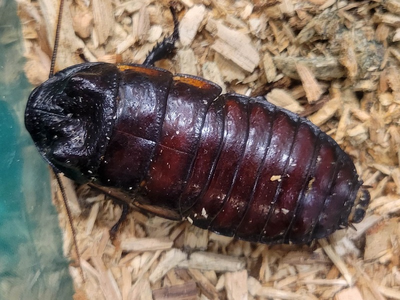 マダガスカルオオゴキブリの写真・画像