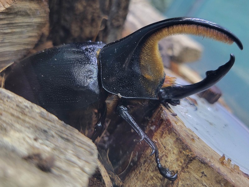 サタンオオカブトの写真・画像