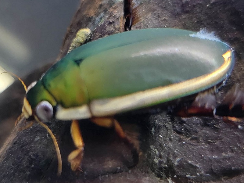 フチトリゲンゴロウの写真・画像