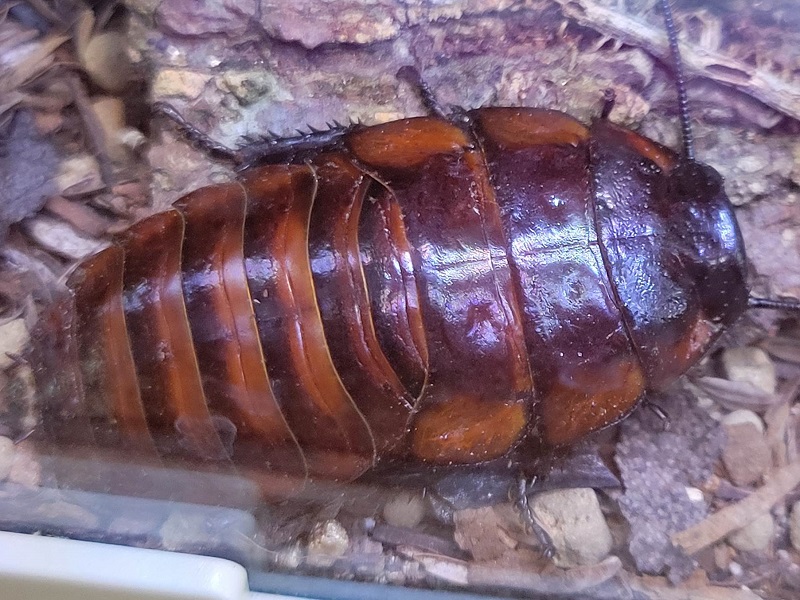 ヒラタマダガスカルゴキブリの写真・画像