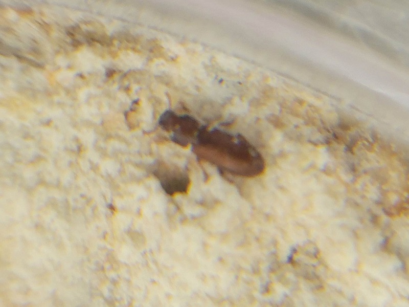 ヒラタコクヌストモドキの写真・画像