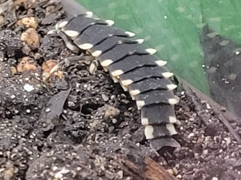 ヤエヤママドボタル（幼虫）の写真・画像