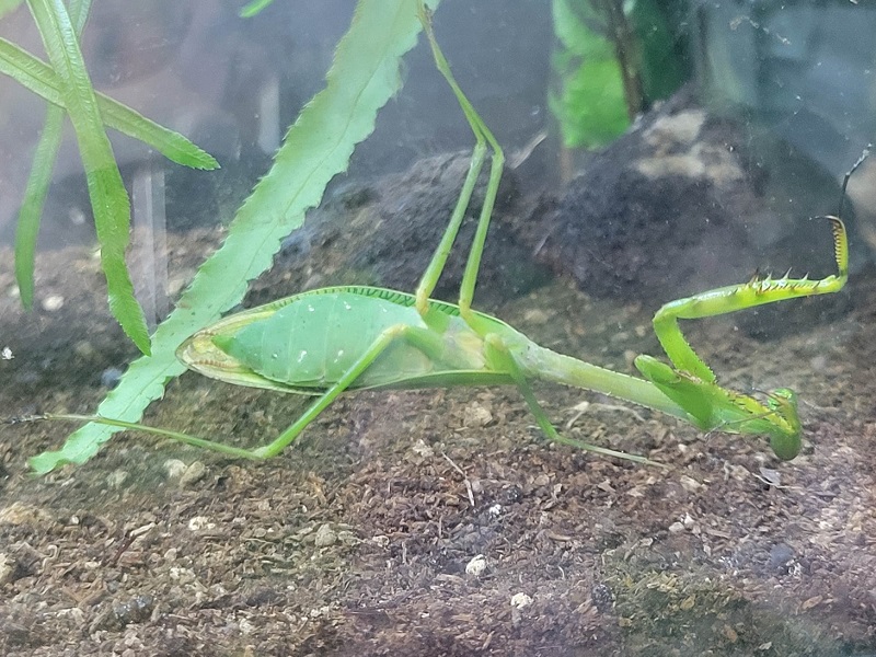 カメロマンティスの写真・画像