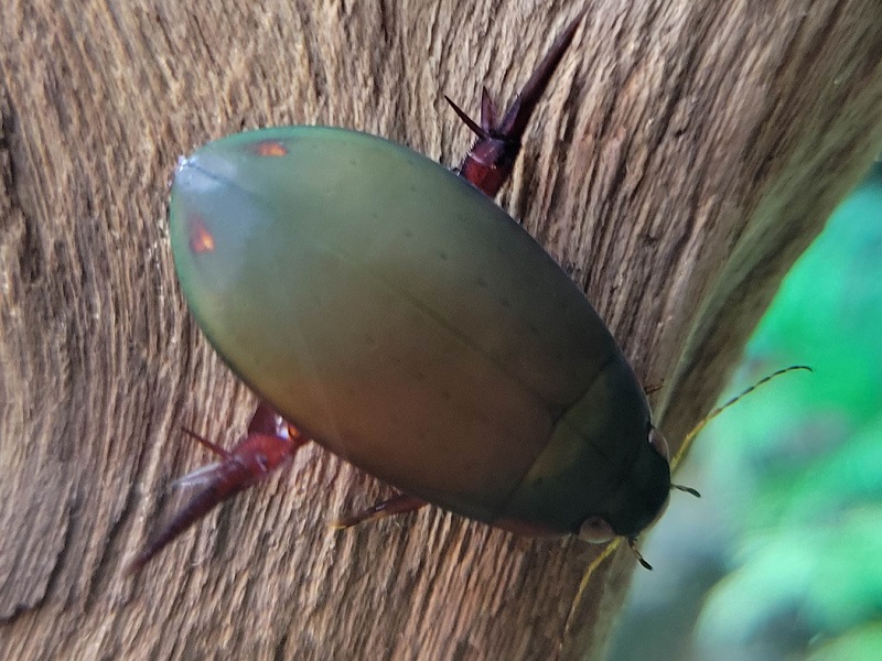 トビイロゲンゴロウの写真・画像