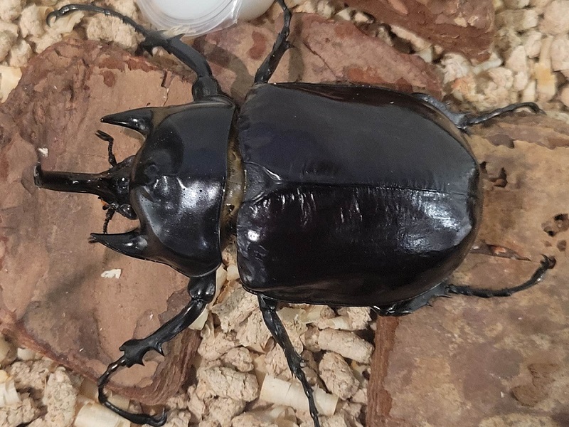 ラミレスゾウカブトの写真・画像