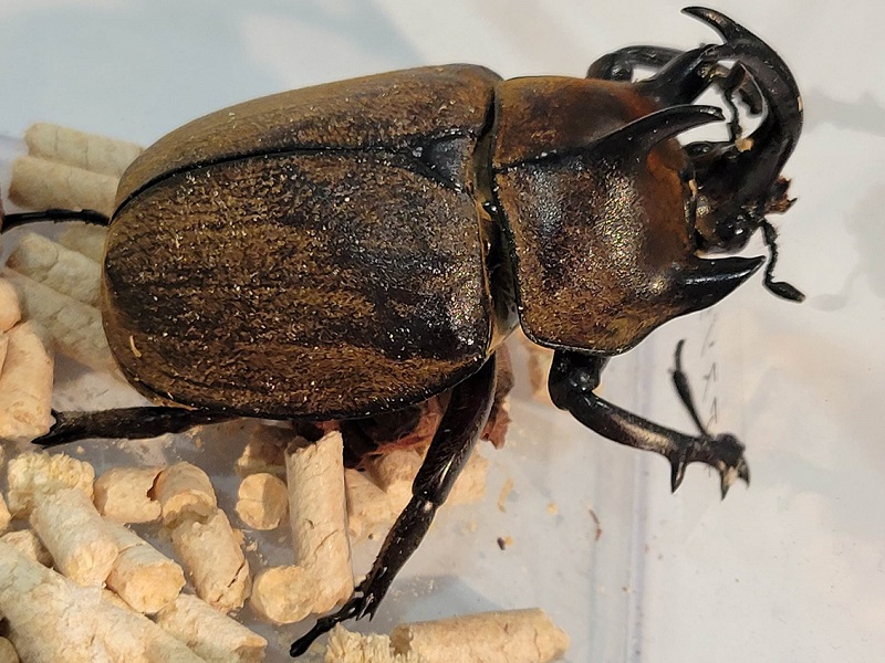 ギアスゾウカブトの写真・画像