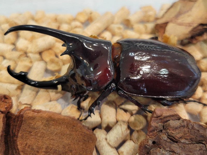 ケンタウルスオオカブトの写真・画像