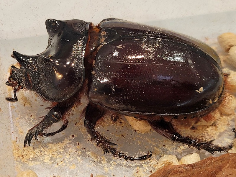 ケンタウルスミツノカブトの写真・画像