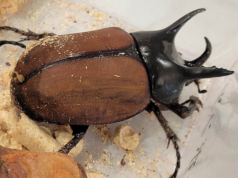 サンボンヅノカブトの写真・画像