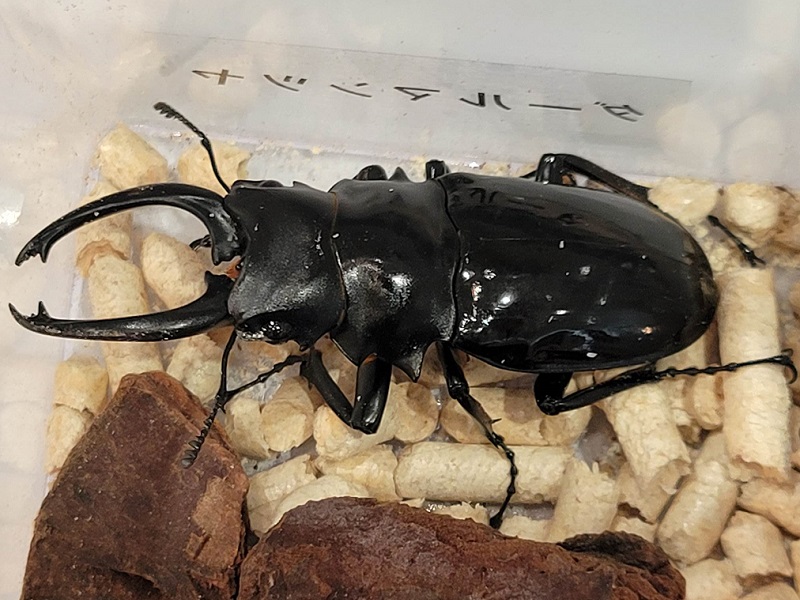 ダールマンツヤクワガタの写真・画像