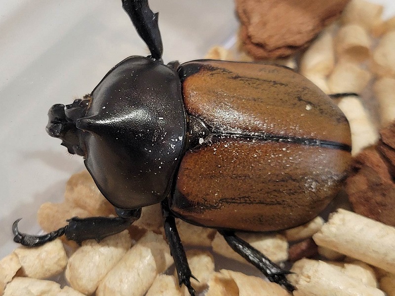 フンボルトヒナカブトの写真・画像