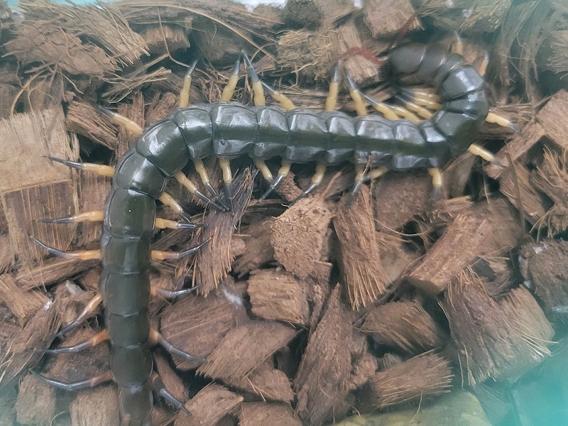 タイオオムカデの写真・画像