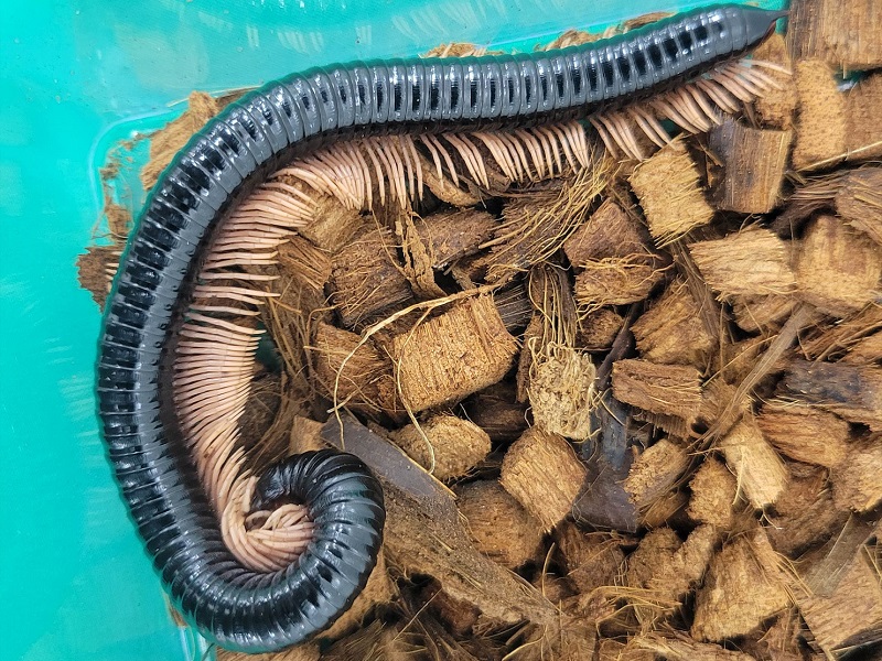 ベトナムオオヤスデの写真・画像