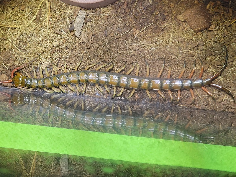 マレーシアンブラックテールの写真・画像