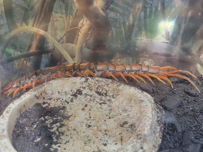 ホワイトビアードセンチピードの写真・画像