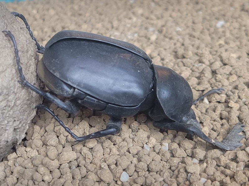 アフリカタマオシコガネの写真・画像