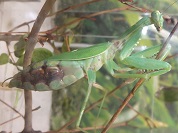 カマキリ