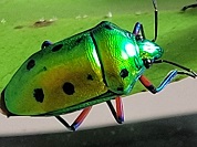 カメムシ