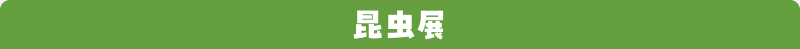 昆虫展