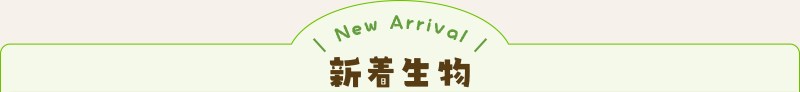 新しい昆虫