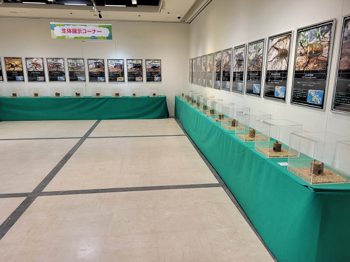 生体展示コーナー2｜昆虫展2025年大阪