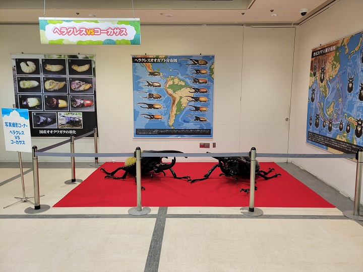 写真撮影コーナー ヘラクレスVSコーカサス｜昆虫展2025年大阪