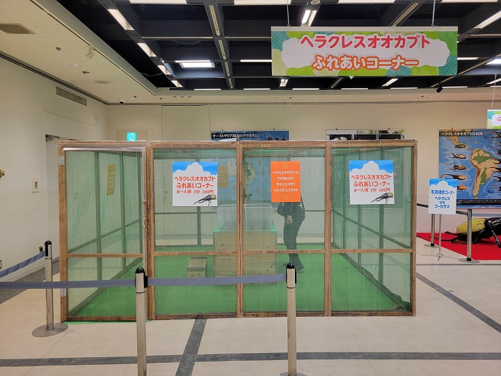 ヘラクレスオオカブトふれあいコーナー｜昆虫展2025年大阪