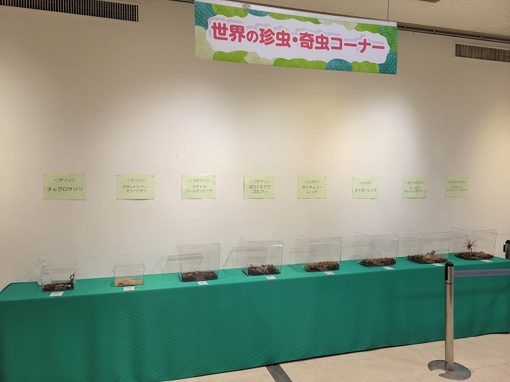 世界の珍虫・奇虫コーナー｜昆虫展2025年大阪