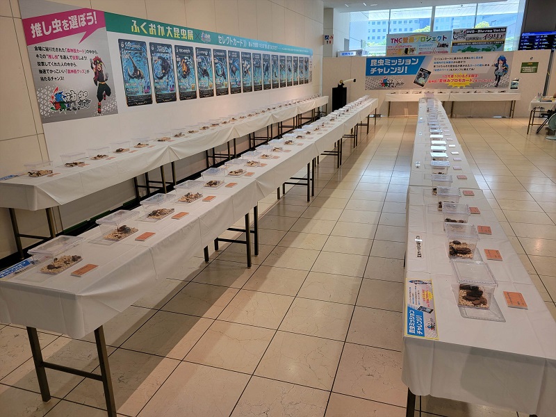 昆虫生体展示コーナー1｜ふくおか大昆虫展×蟲神器 inももち