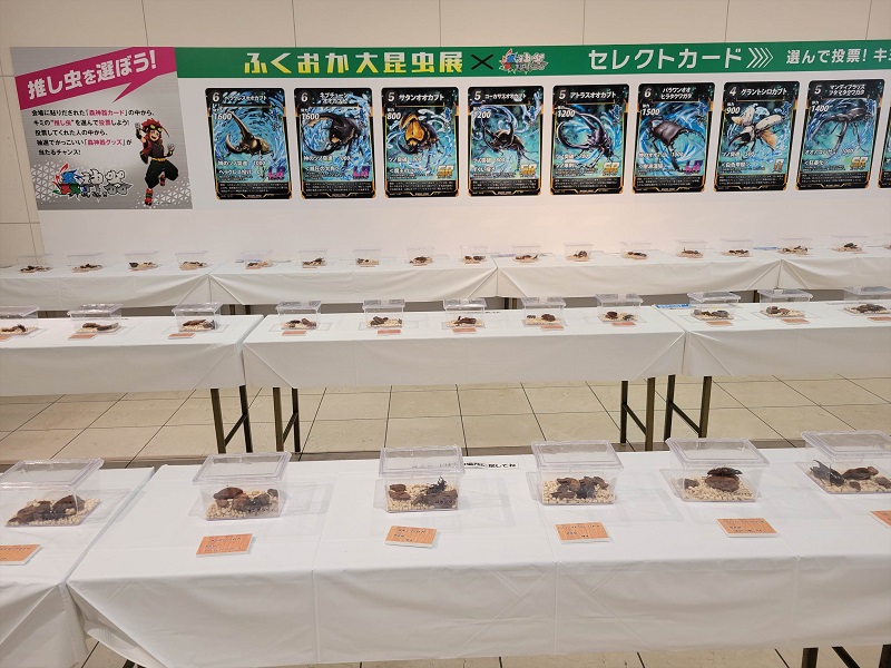 昆虫生体展示コーナー2｜ふくおか大昆虫展×蟲神器 inももち