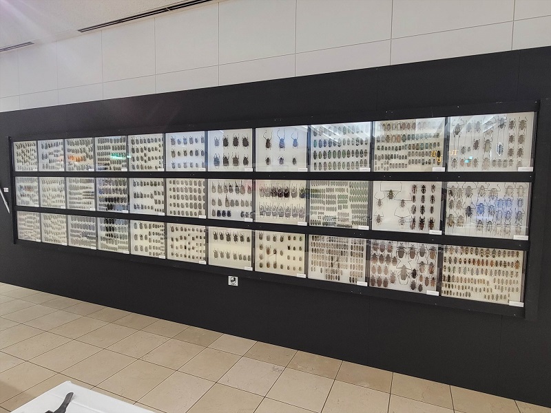 九州大学の昆虫標本展示コーナー｜ふくおか大昆虫展×蟲神器 inももち
