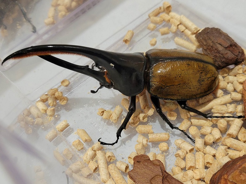 ヘラクレス・オキシデンタリス｜ふくおか大昆虫展×蟲神器 inももち