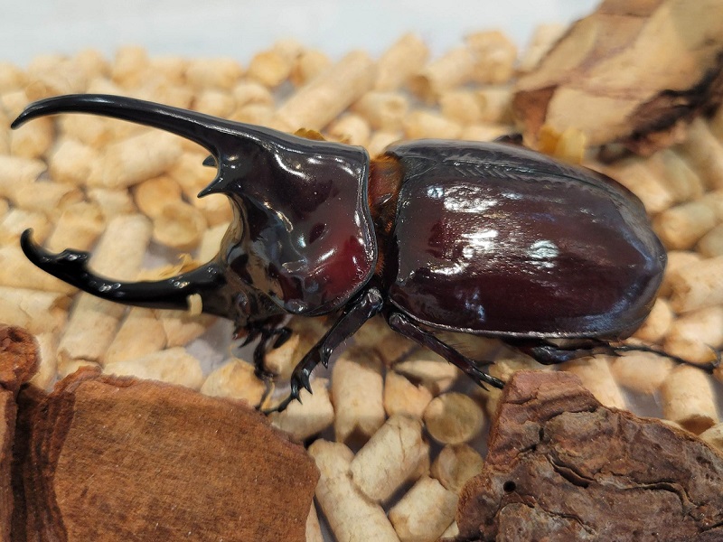 ケンタウルスオオカブト｜ふくおか大昆虫展×蟲神器 inももち