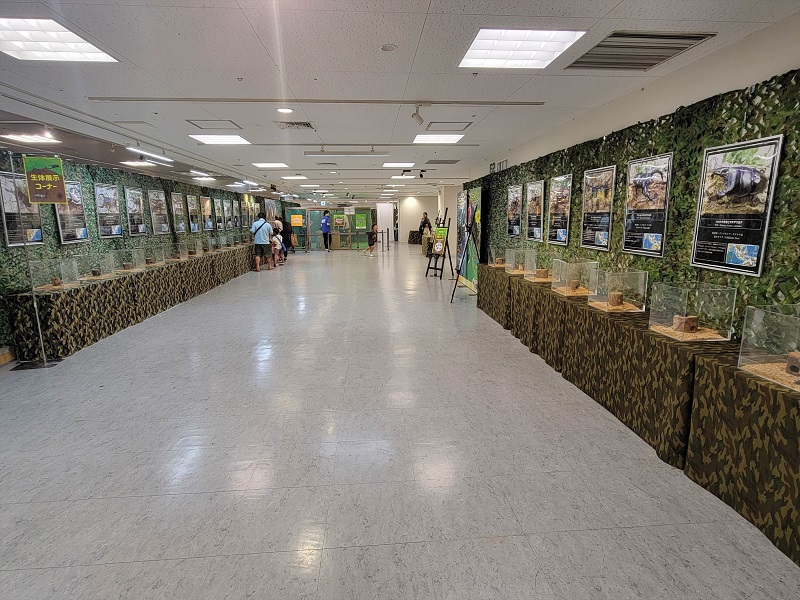 生体展示コーナー｜世界の昆虫展2025年（あべのハルカス近鉄百貨店・大阪天王寺区