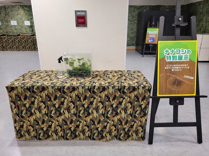 ナナフシの特別展示｜世界の昆虫展2025年（あべのハルカス近鉄百貨店・大阪天王寺区