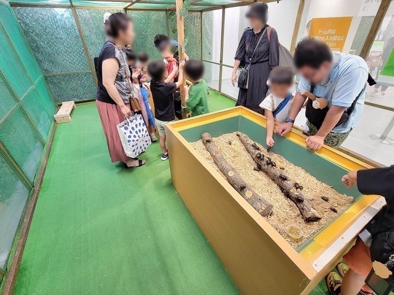 カブトムシと遊ぼうコーナー｜世界の昆虫展2025年（あべのハルカス近鉄百貨店・大阪天王寺区