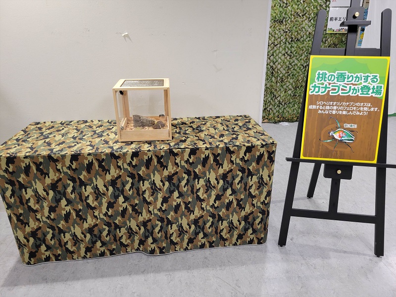 桃の香りがするカナブンが登場｜世界の昆虫展2025年（あべのハルカス近鉄百貨店・大阪天王寺区