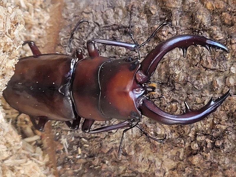 トカラノコギリクワガタ｜世界の昆虫展2025年（あべのハルカス）